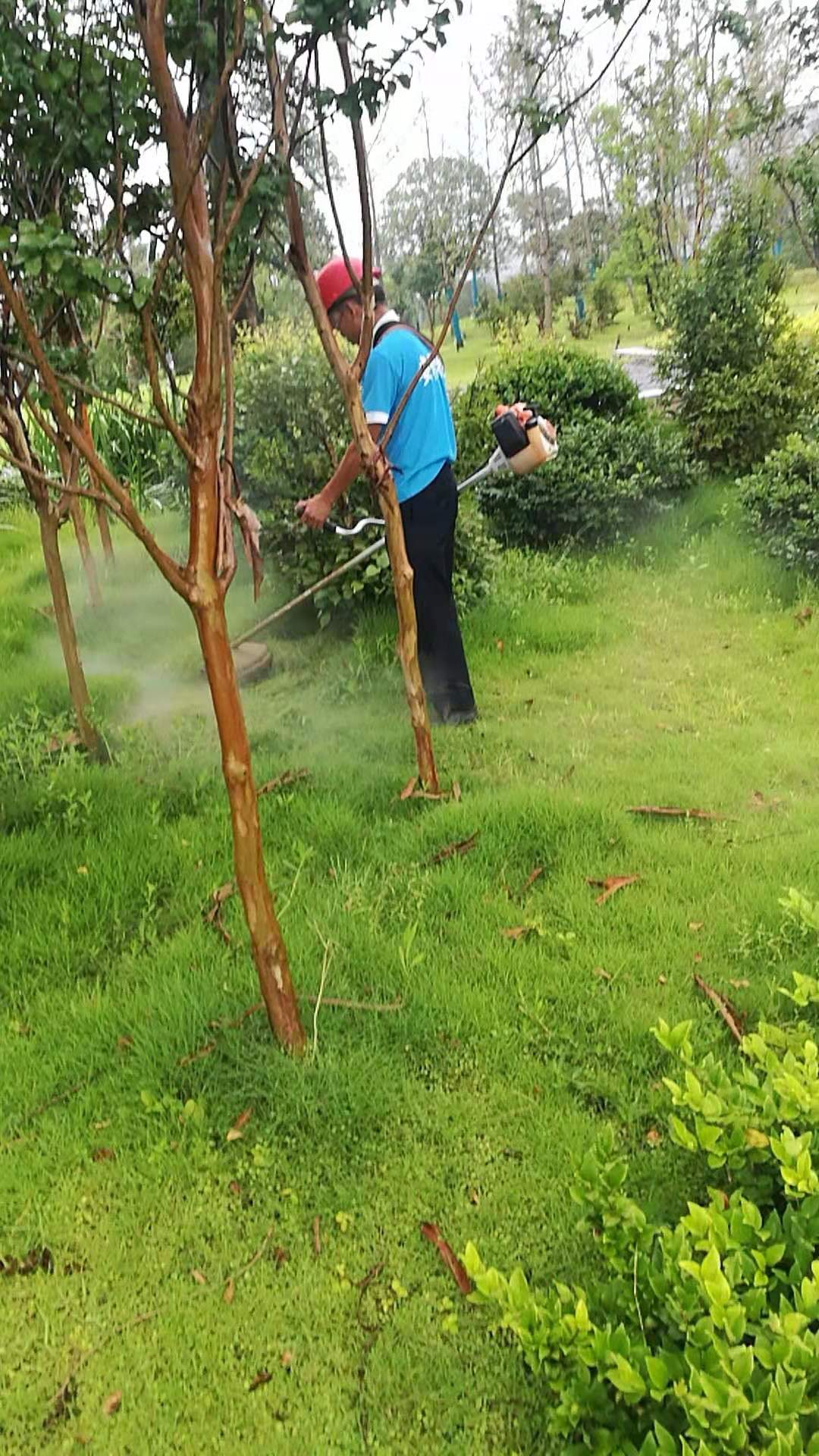 綠化養(yǎng)護6